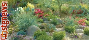 water-wise-landscaping