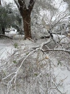 The remnants of a tree laying in Cindy Porr's front yard following a snowstorm, Cedar City, May 18, 2014 | Photo courtesy of Cindy Porr, St. George News 