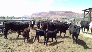 Some of Hal Hamblin's cows, Kanab, Utah, April 14, 2015 | Photo by Cami Cox Jim, St. George News