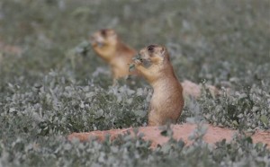 This Aug. 6, 2015, photo, shows prairie dogs, in southern Utah. Utah health officials said Thursday, Aug. 27, 2015, that a resident who died from the plague in August mostly likely contracted it from a prairie dog infected with the disease. State wildlife officials say the only confirmed outbreak of plague in prairie dogs this year was in an eastern Utah colony | AP Photo by Rick Bowmer, St. George News