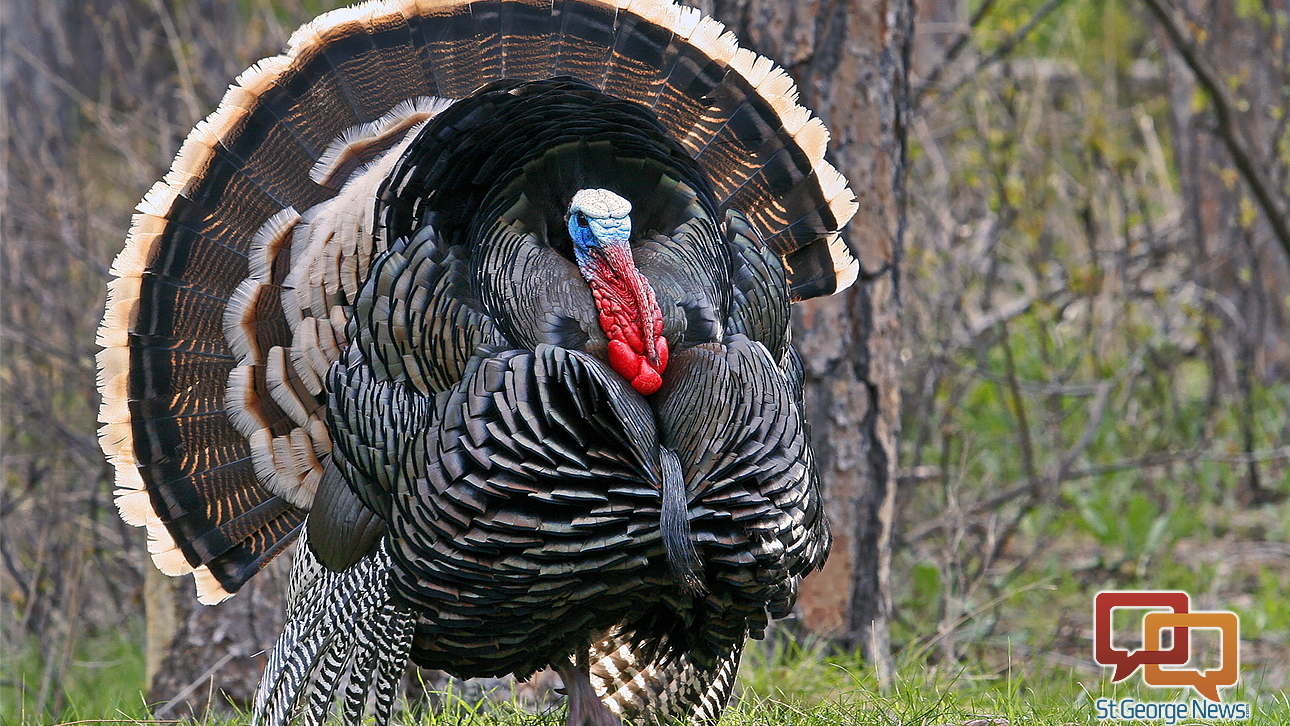 Spring turkey hunting application deadline fast approaching St