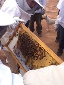 Students examine beehives at a beginning beekeeping class, Hurricane, Utah, February, 2015 | Photo courtesy Muddy Bees Bakery, St. George News