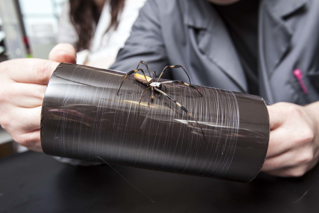 Lab Made Spider Silk Fabric Body Parts Being Spun In Utah St George News