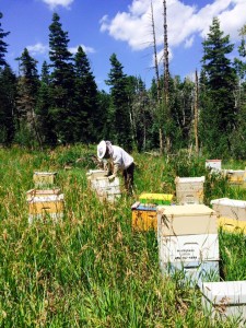 Beekeeper Cory Martin tends his bees. Martin and county bee inspector Casey Lofthouse are offering a beginning beekeeping class Feb. 26, Hurricane, Utah |Photo courtesy of Cory Martin, St. George News