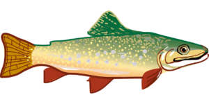 rainbow trout-294469_1280