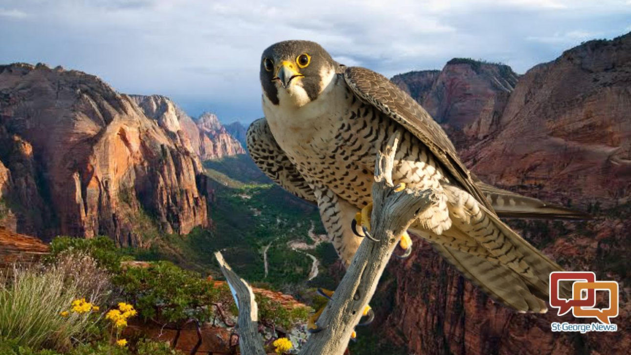 Peregrine Falcon  The Nature Conservancy