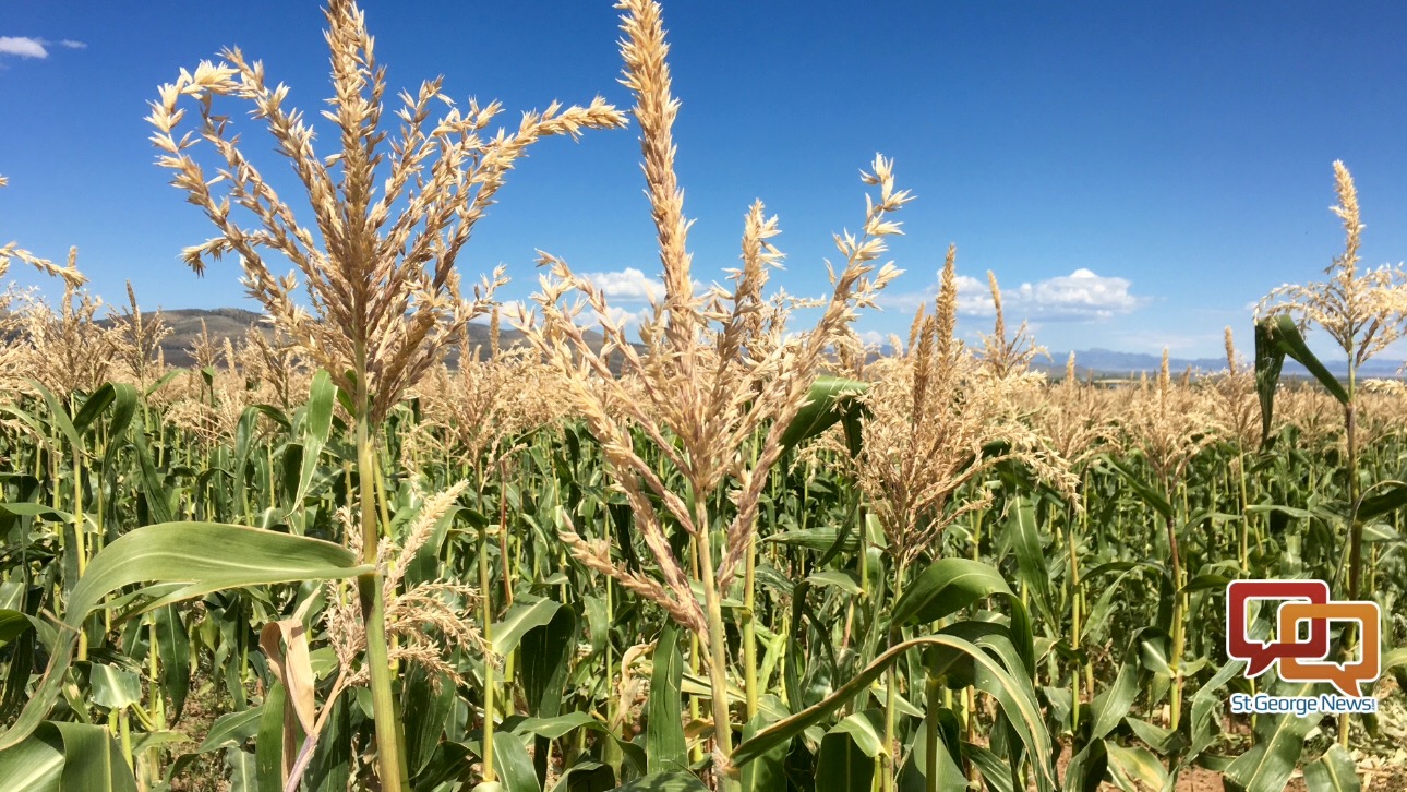 Corn’s ripening in Enterprise; Cornfest returns with car show, entertainment Cedar City News