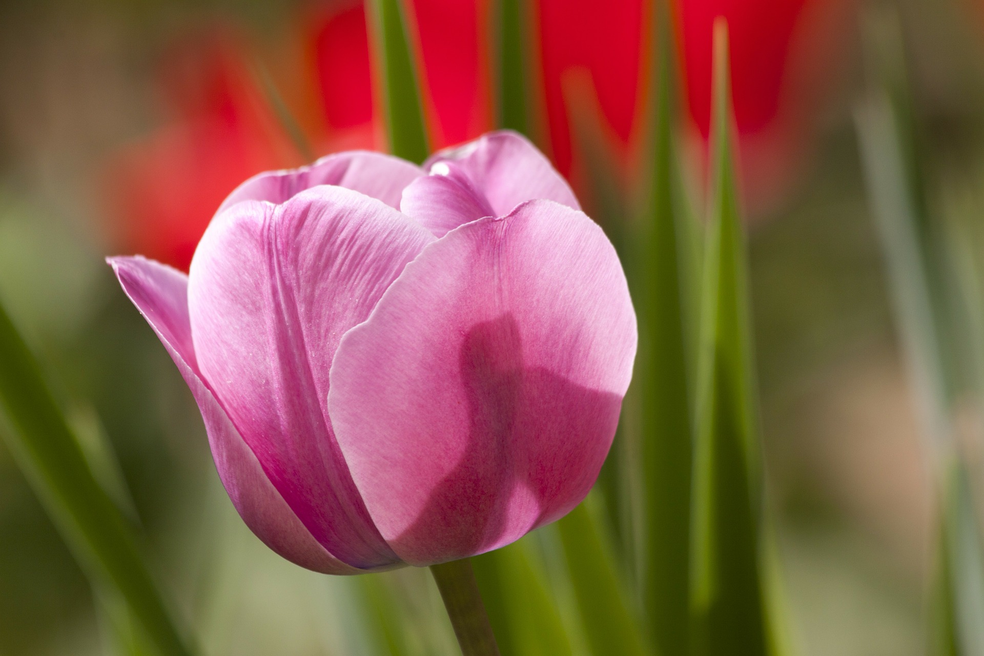 6 Secrets To Getting Your Tulips To Thrive In The South