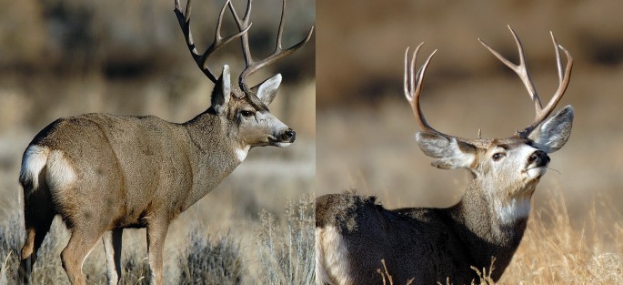 Deadline for big game hunting applications fast approaching – St George ...