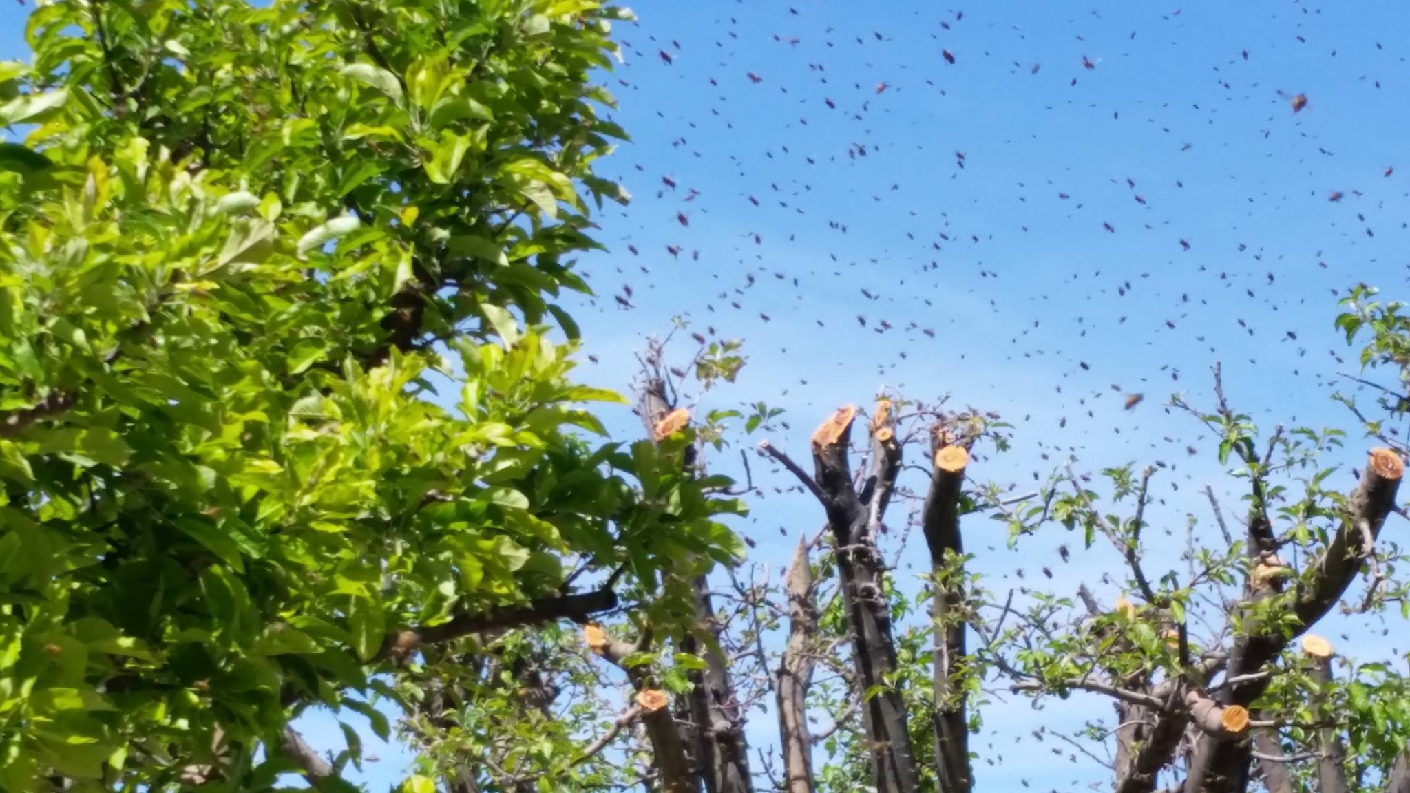 Bee season: Balls of bees in trees, swarms; what you need to know | St ...