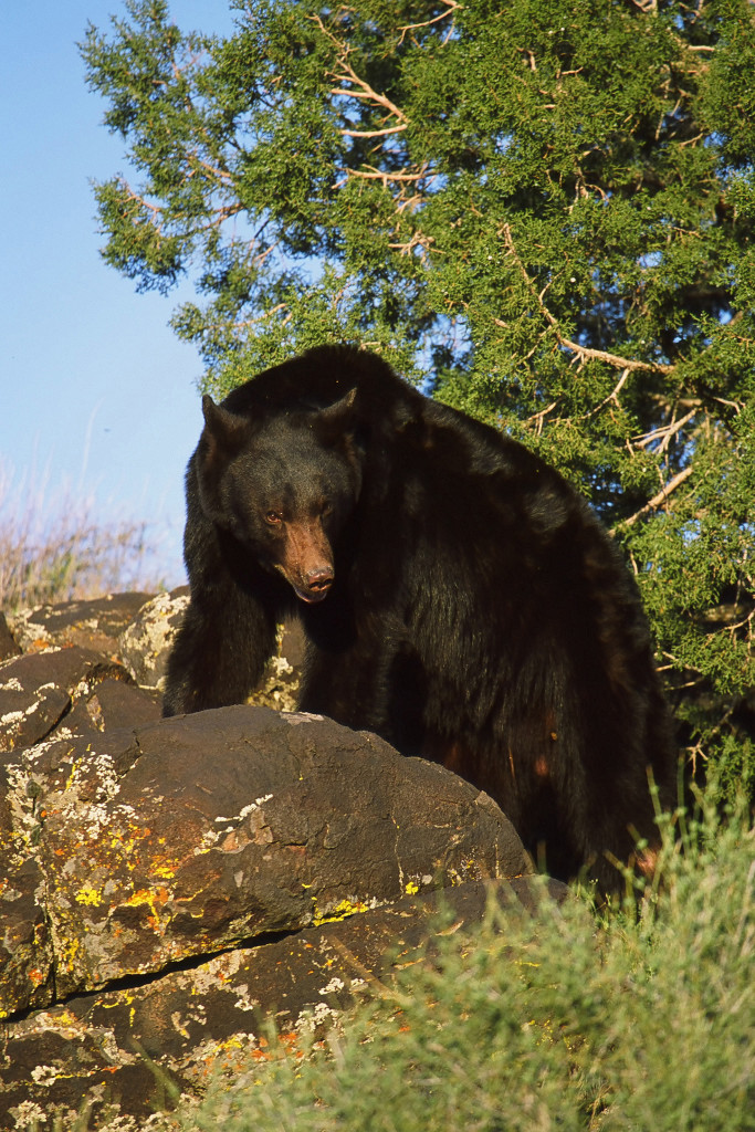 Black Bear Utah StGeorgeNews