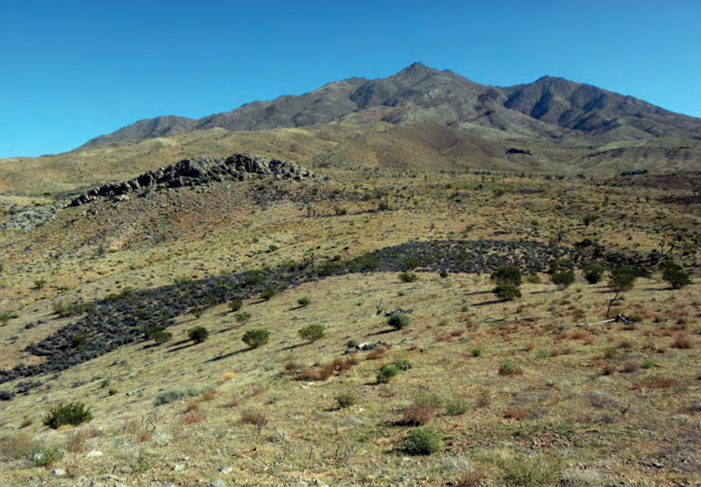 Habitat restoration project underway in fire-ravaged tortoise habitat ...