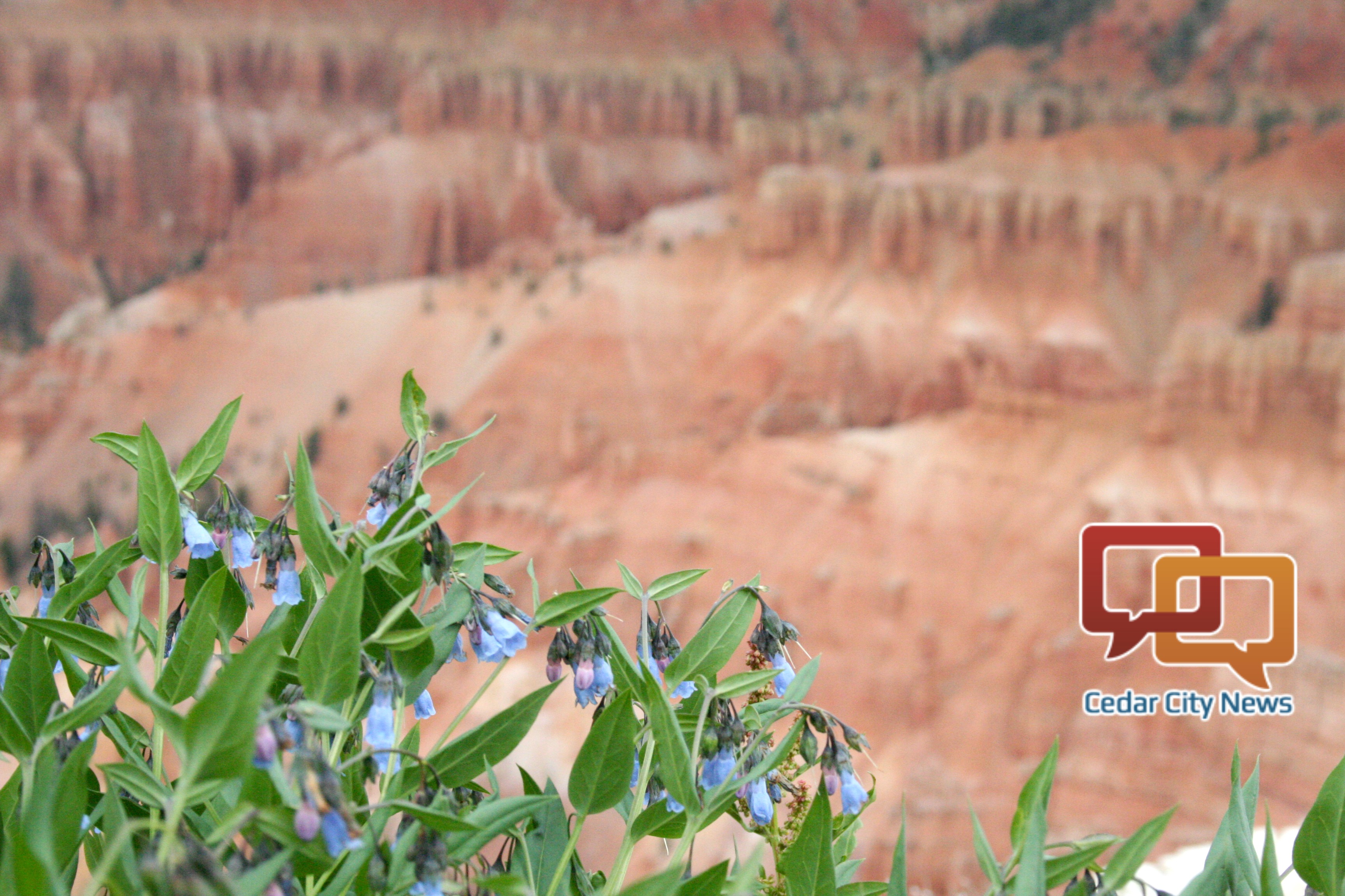 Cedar Breaks Wildflower Festival showcases nature for families