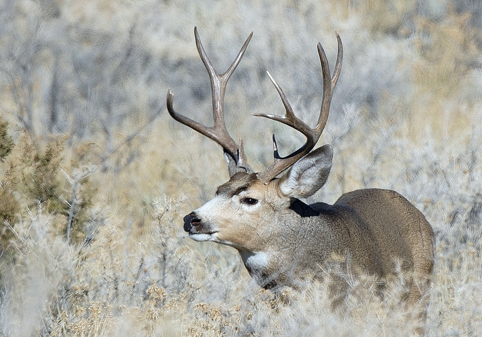 Officials point out deer vs. car collision hot spots in Southern Utah ...