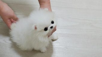 micro teacup pomeranian puppy