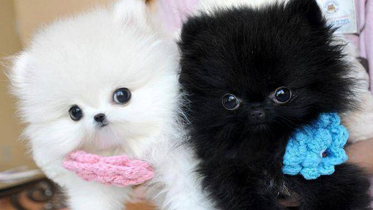 Looking for a new puppy? A litter of Pomeranian Teacup ...