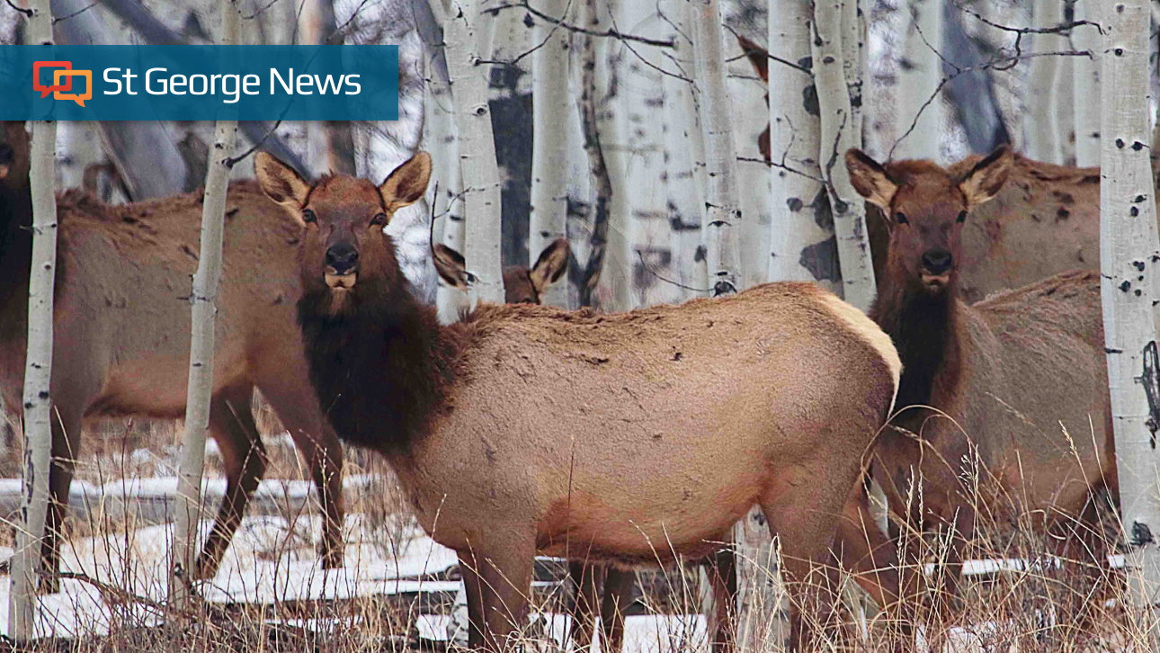 Want some local elk or deer meat? Antlerless big game permit