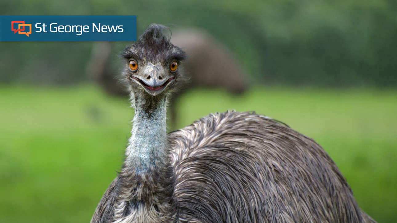 New Home Sought For Emu Found Running Loose On Southern Utah