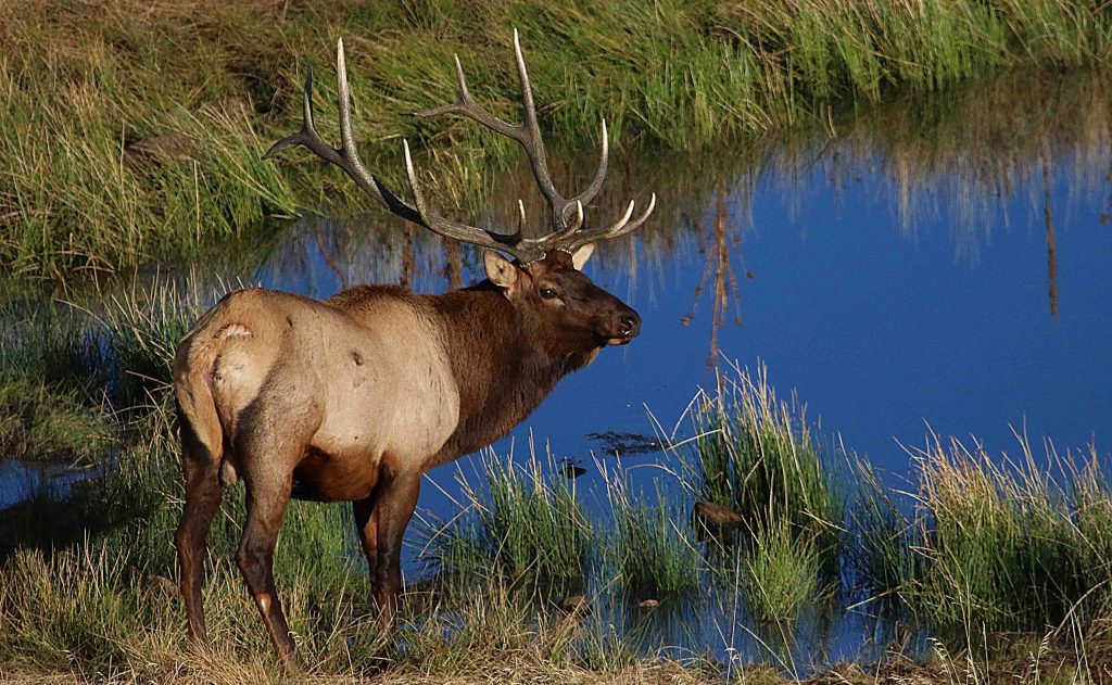 ‘Utah Hunt Planner’ offers interactive experience; officials announce