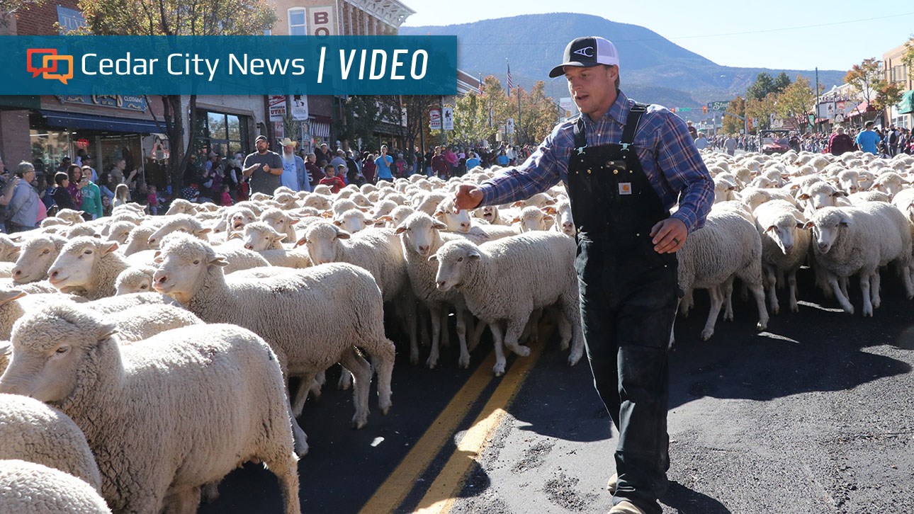 Photo gallery Hundreds of sheep parade down Main Street at annual