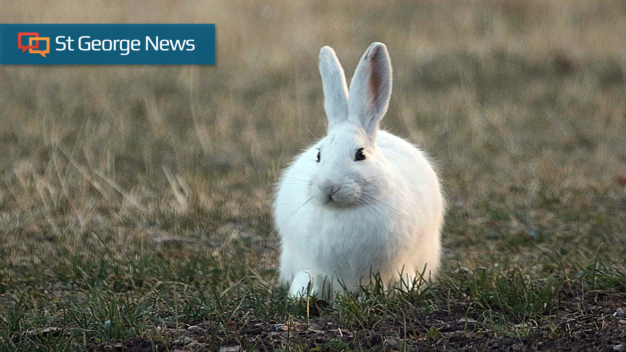 6 Utah wildlife species that have a unique winter prep routine St