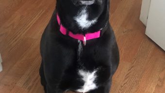 lost black labrador dog