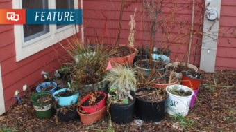 How To Prepare Trees and Shrubs for Winter