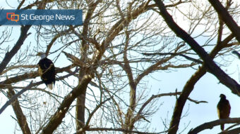 Eagles Across America  U.S. Fish & Wildlife Service