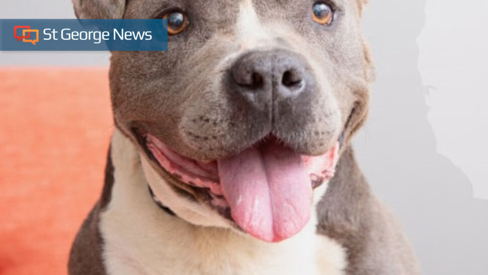 No-Kill Utah moves closer to making the state a no-kill shelter haven