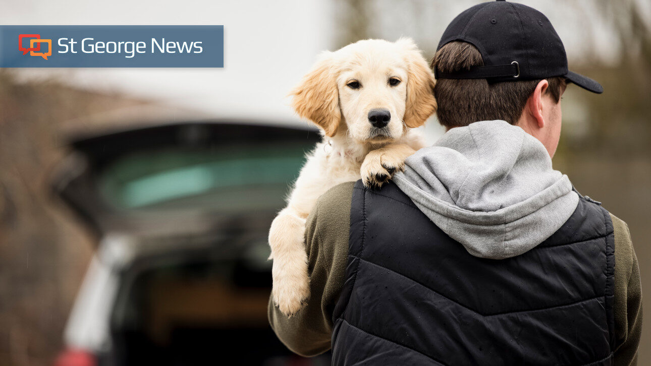 National Mutt Day : Celebrating the Ultimate Canine Companions
