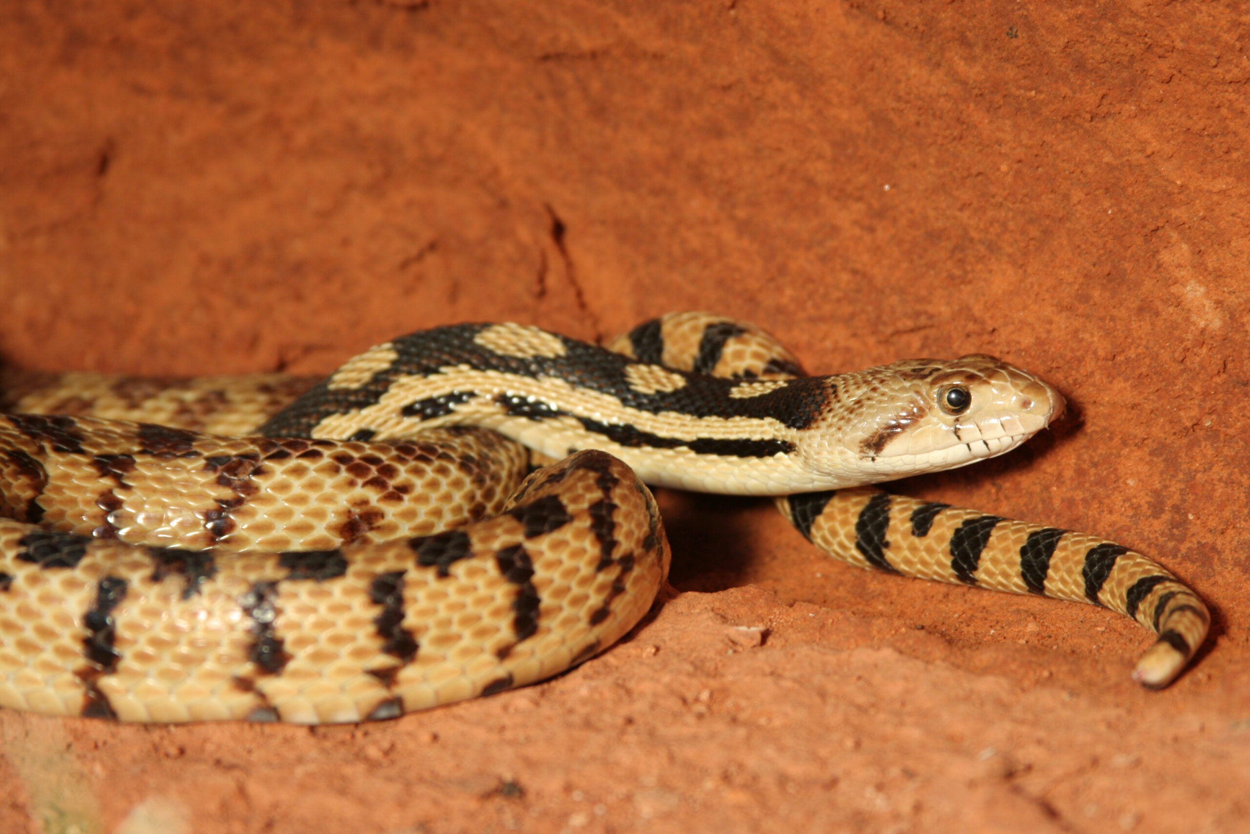 Snakes on a plane: U.S. returns boas smuggled by Utahn to Brazil - Deseret  News