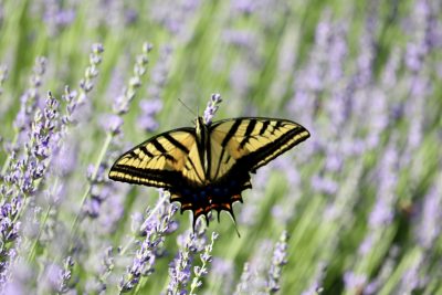 A Tiger Swallowtail butterfly sits on strands of lavender at Baker Creek Lavender Farm, Central, Utah, June 29, 2022 | Photo by Jessi Bang, St. George News
