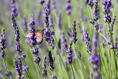 A monarch butterfly perches on a strand of lavender at Baker Creek Lavender Farm, Central, Utah, June 29, 2022 | Photo by Jessi Bang, St. George News