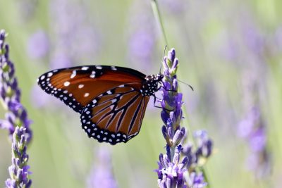 A monarch butterfly perches on a strand of lavender at Baker Creek Lavender Farm, Central, Utah, June 29, 2022 | Photo by Jessi Bang, St. George News