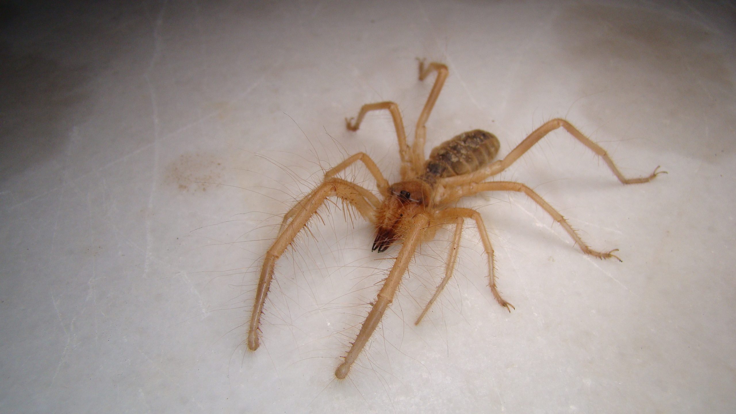 Which Utah spiders to be worried about, and which ones not to fear
