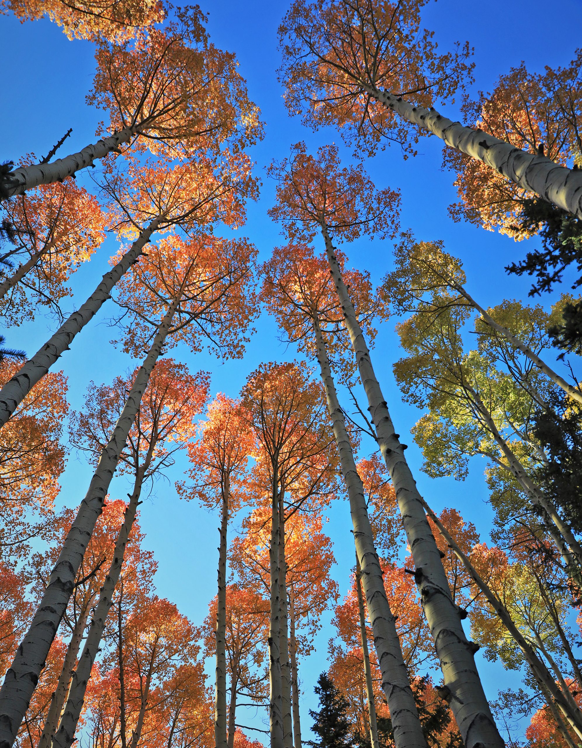 How to Plan a Fall Foliage Road Trip - Southern Curls & Pearls