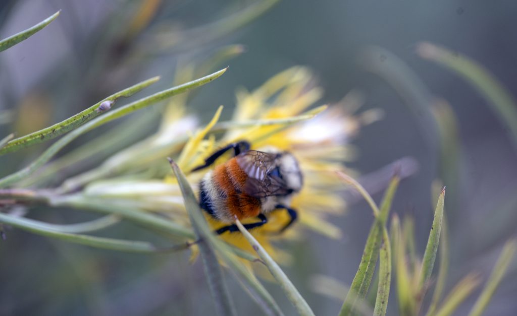 Inside SLC's extensive efforts to keep the Bees in Utah's capital