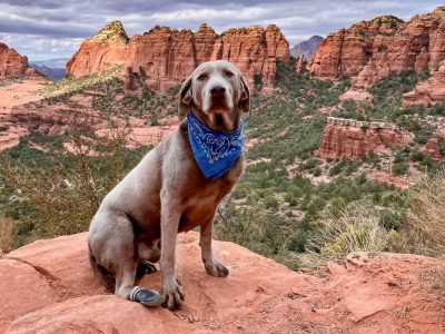 Andrea Tanzella's dog Beau poses for the camera, location and date unspecified | Photo courtesy of Andrea Tanzella, St. George News