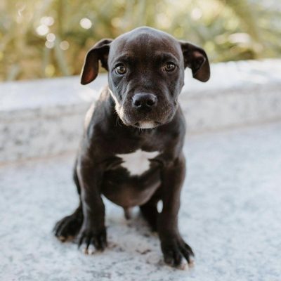 Moose, a dog currently up for adoption, poses for the camera, location and date unspecified | Photo courtesy of Kyla Kane, St. George News