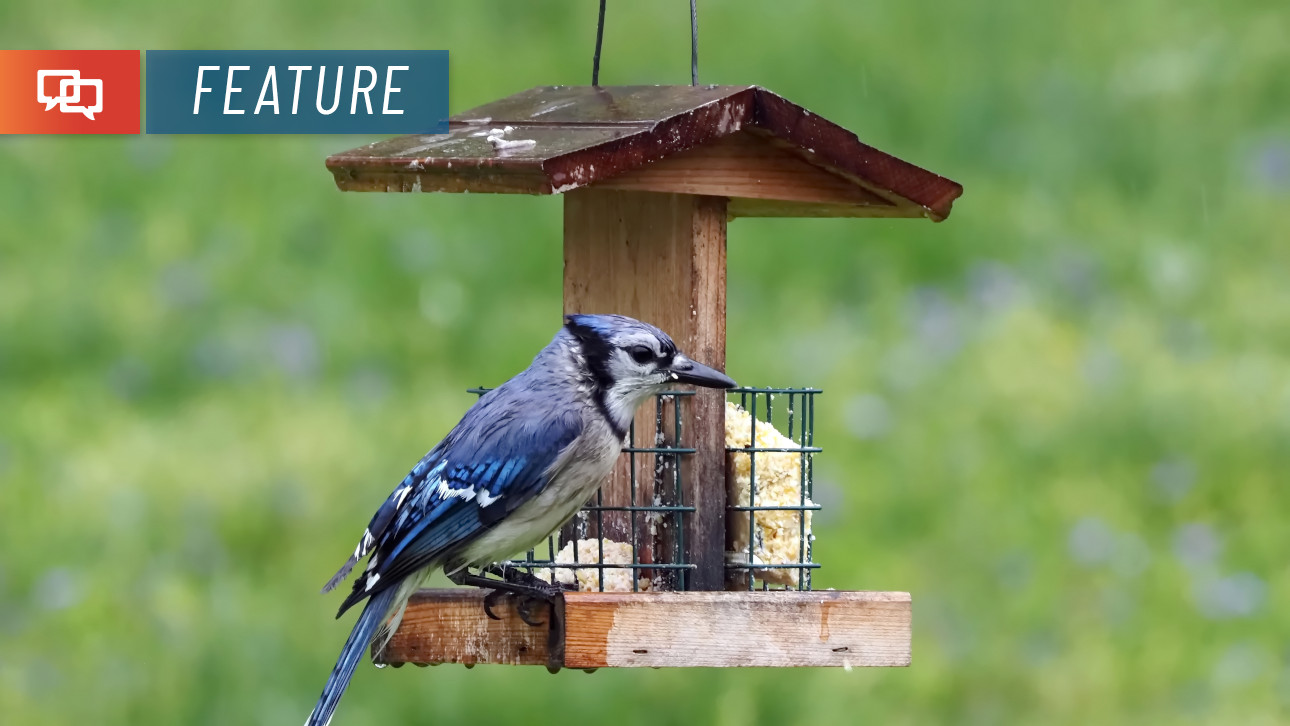 How to Identify and Attract Blue Jays - Birds and Blooms