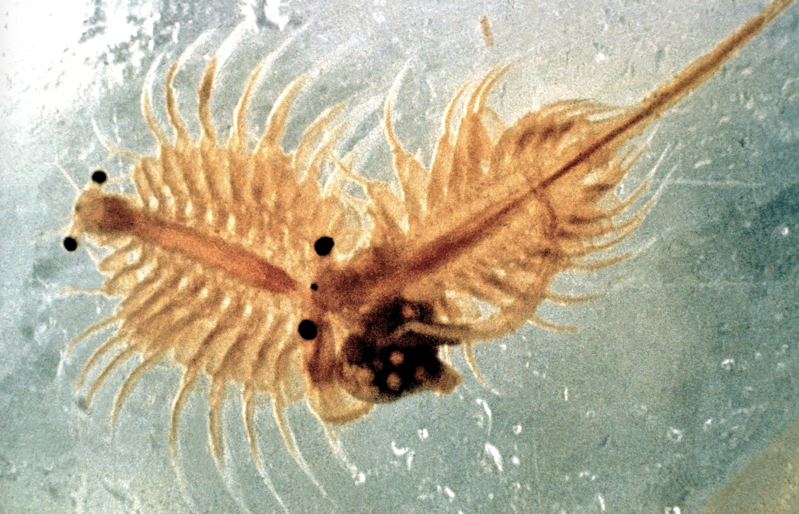 Should Utah designate brine shrimp, a relative of sea monkeys, as the state  crustacean? – St George News