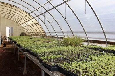 Plants grow inside a greenhouse at Fisher Family Farm in Hurricane, Utah on Feb. 21, 2023 | Photo by Jessi Bang, St. George News