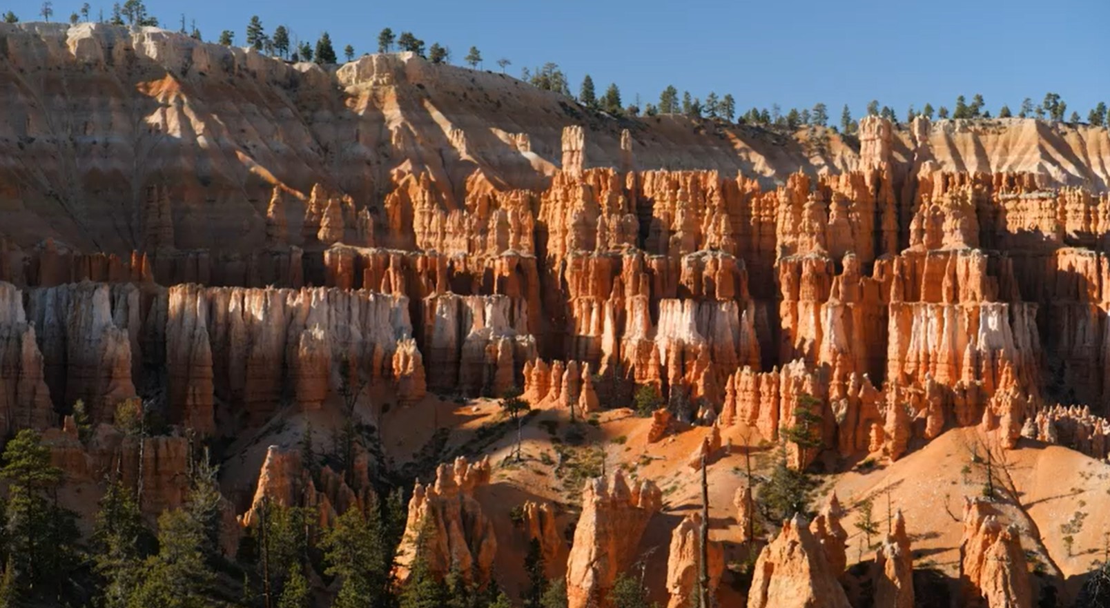 are dogs allowed in bryce national park