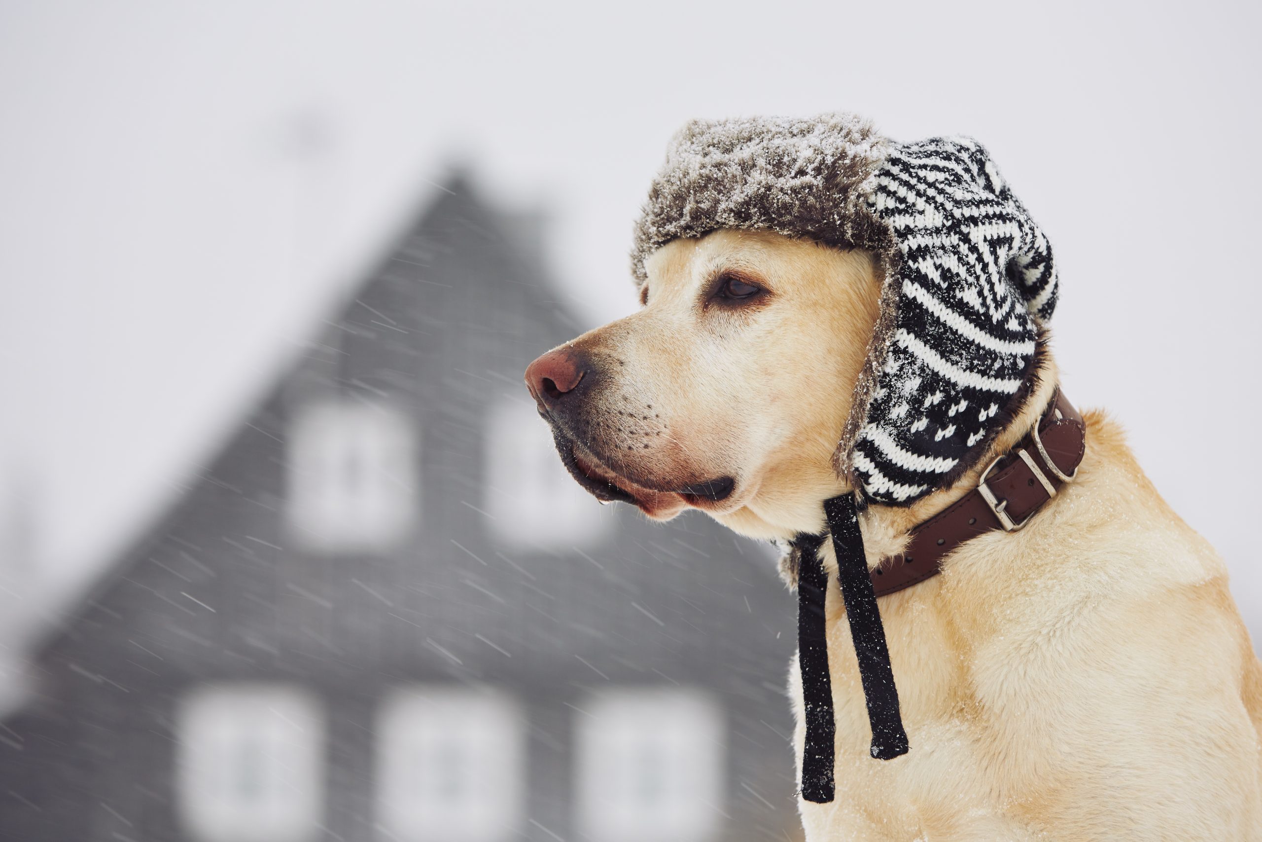 Dog is Cold картинки для детей