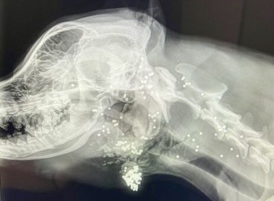 An x-ray shows the pellets scattered inside Vinnie after he was shot with a buckshot shotgun shell, location and date unspecified | Photo courtesy of Jennifer Hare, St. George News