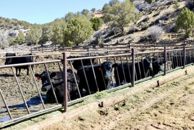 Yearlings at Buck Brand Beef feed in Kanab, Utah on March 16, 2023 | Photo by Jessi Bang, St. George News