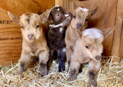 Baby goats cuddle together at Desert Bloom Farms in Hurricane, Utah, date unspecified | Photo courtesy of Rachel Postma, St. George News