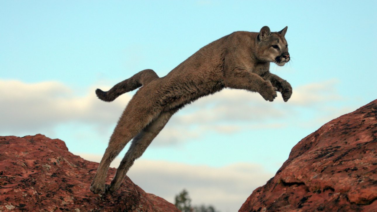 Life In Cougar Country How Southern Utahns Can Coexist With A Top Predator St George News 