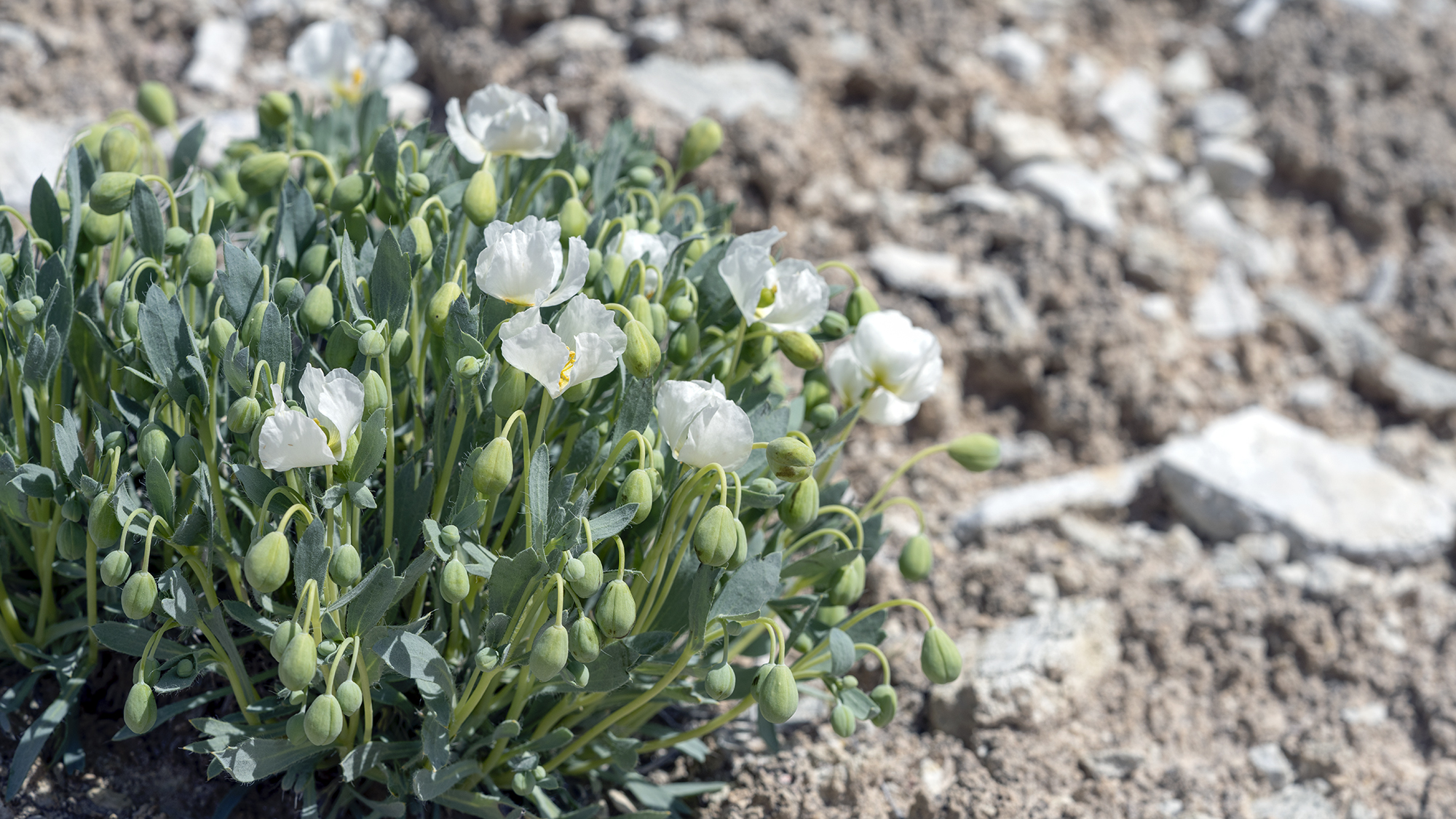 plants of southern utah