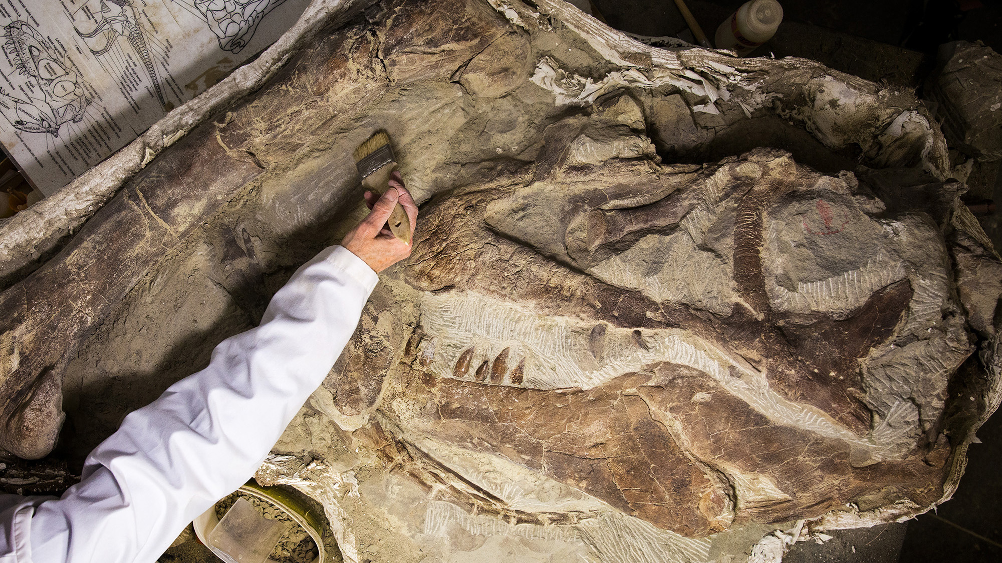 North America's oldest mosasaur fossil found at Grand Staircase-Escalante -  Moab Sun News